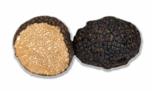 fresh autumn truffle tuber uncinatum